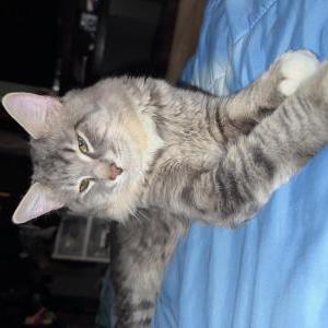 Image of Benny, Lost Cat