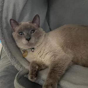 Image of Aboo, Lost Cat