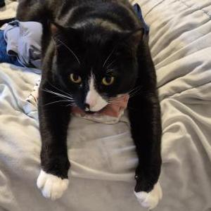 Image of Charlie, Lost Cat