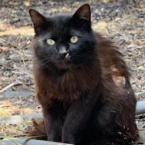 Image of Blacky, Lost Cat