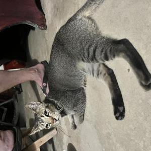 Image of Unknown, Found Cat