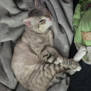 Lost Cat Loki