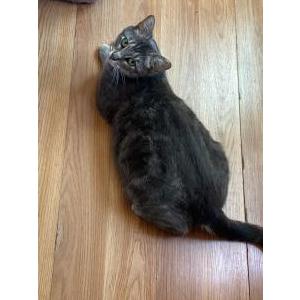 Image of Maria, Lost Cat