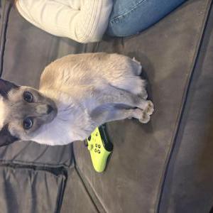 Image of Phoebe, Lost Cat