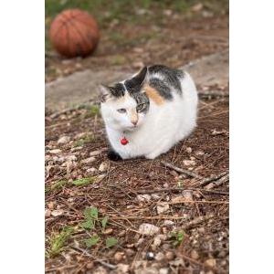 Image of Bingo, Lost Cat