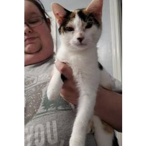 Image of Jupiter, Lost Cat