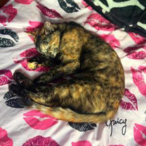 Image of Chloe, Lost Cat