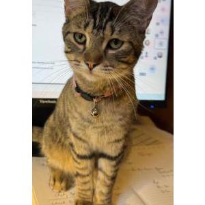 Lost 2 Fiesty (Arkansas)