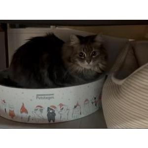 Image of Marilyn, Lost Cat