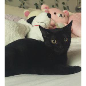 Image of Draco, Lost Cat