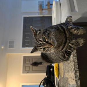 Image of Angel/potato, Lost Cat