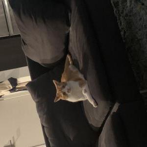 Image of Milo, Lost Cat