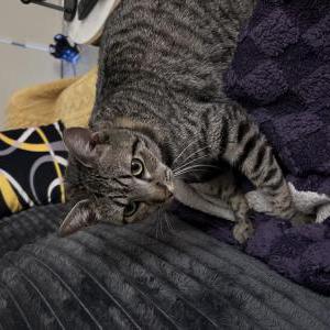 Image of Milo, Lost Cat