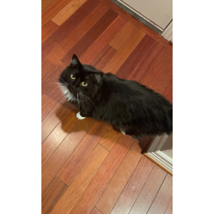 Image of Mickey, Lost Cat