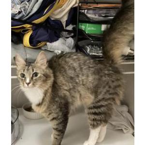 Image of Nala, Lost Cat