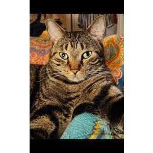 Image of Mooch, Lost Cat