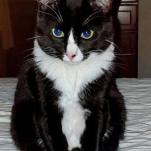 Image of Trixie, Lost Cat