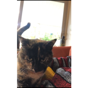 Image of Brownie, Lost Cat