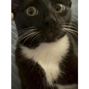 Image of Catty, Lost Cat