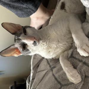 Image of Yoshi, Lost Cat