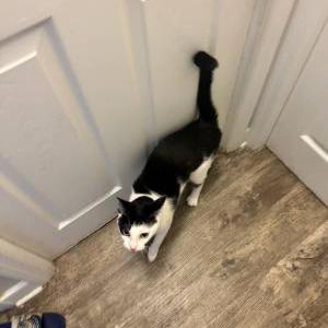 Image of Jeeves, Lost Cat