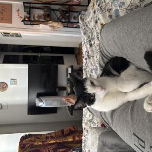 2nd Image of Jeeves, Lost Cat