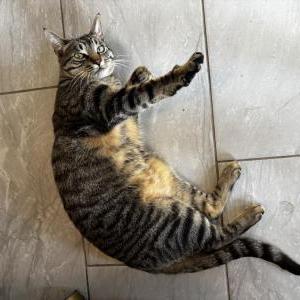 Image of Herbie, Lost Cat