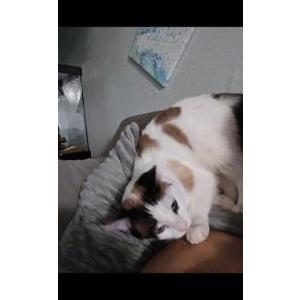 Image of Coconut, Lost Cat