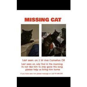 Image of Cleo, Lost Cat