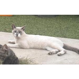 Image of Nimbus, Lost Cat