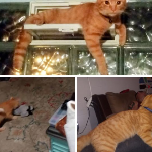 Image of Jerry, Lost Cat