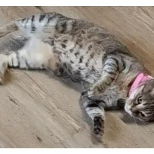 Image of Tailz, Lost Cat