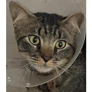 Image of Unknown, Found Cat