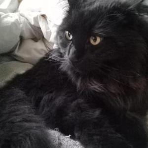 Image of Weiwei, Lost Cat