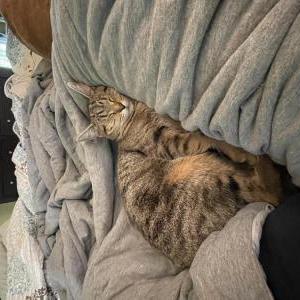 2nd Image of Bubbles, Lost Cat