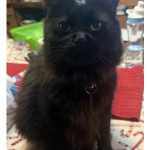 Image of Flash, Lost Cat