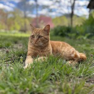 Image of Athena, Lost Cat