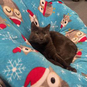 Image of Kingston, Lost Cat