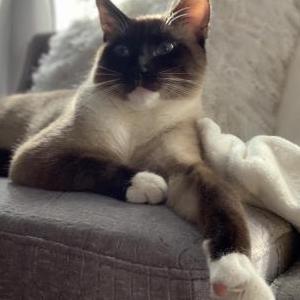 Image of Slick, Lost Cat