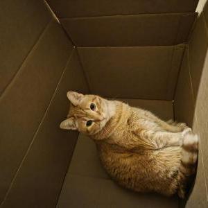 Image of Fae, Lost Cat
