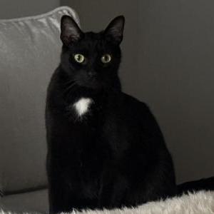 Lost Cat Charlie