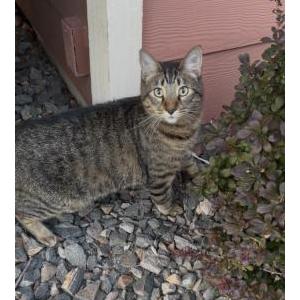 Lost 2 Raul (Nevada)