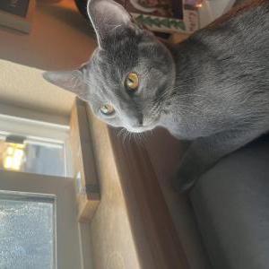 Image of Shadow, Lost Cat