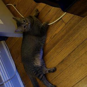 Image of Faith, Lost Cat