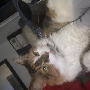 Image of Sassy lopez, Lost Cat