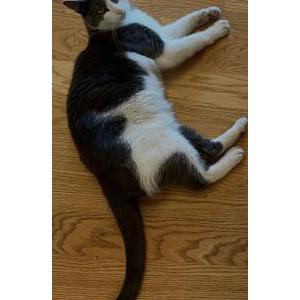 Image of Sandy, Lost Cat