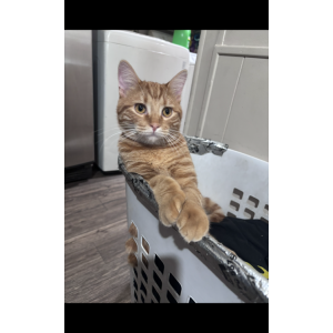 Image of Sunny, Lost Cat