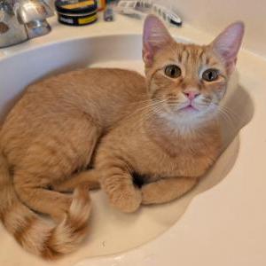 Image of Doughboy,, Lost Cat
