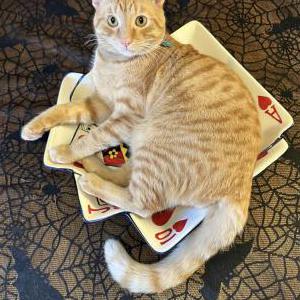 Image of Pumpkin, Lost Cat