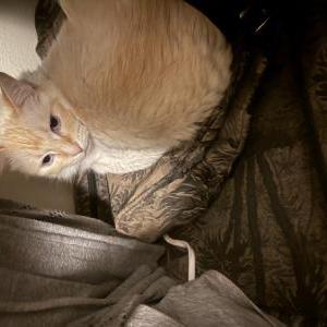 Image of Simon, Lost Cat